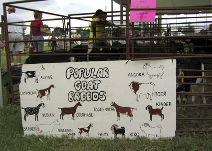 goat breed pictures