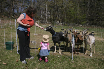 Beatrice meets the goats